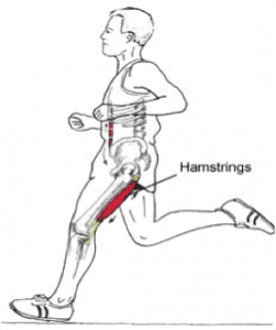 hamstring-blessure-fysiotherapie Hamstring Blessure Fysiotherapie