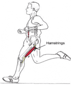 Hamstring Blessure Fysiotherapie